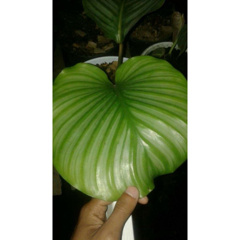 Calathea Orbifolia