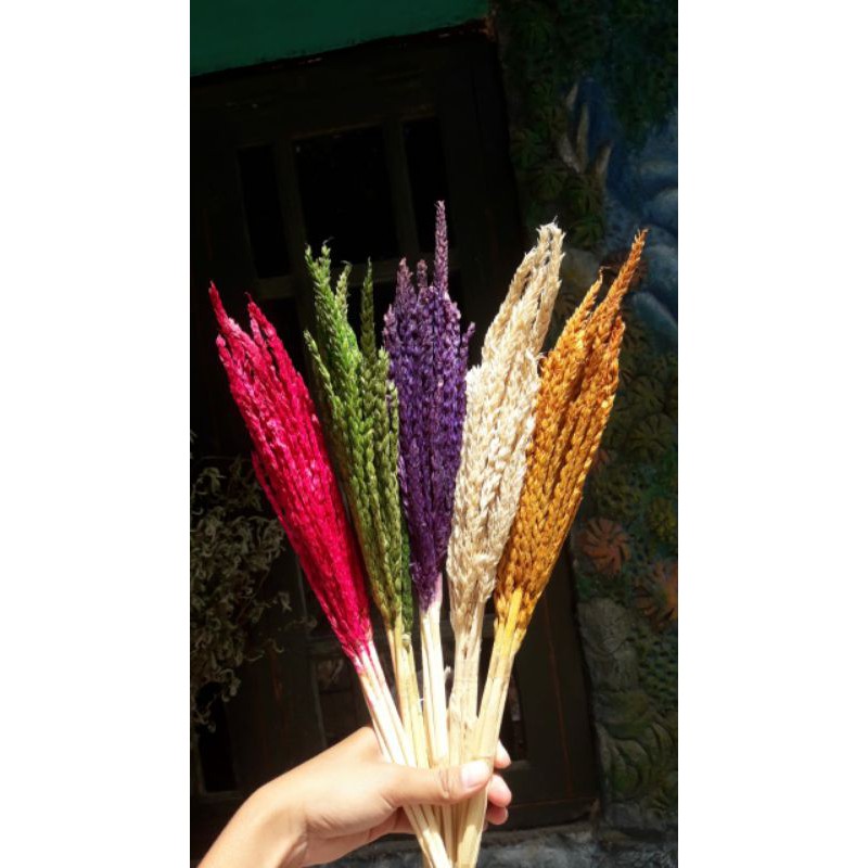 Bunga Kering | JAGUNG | Hiasan