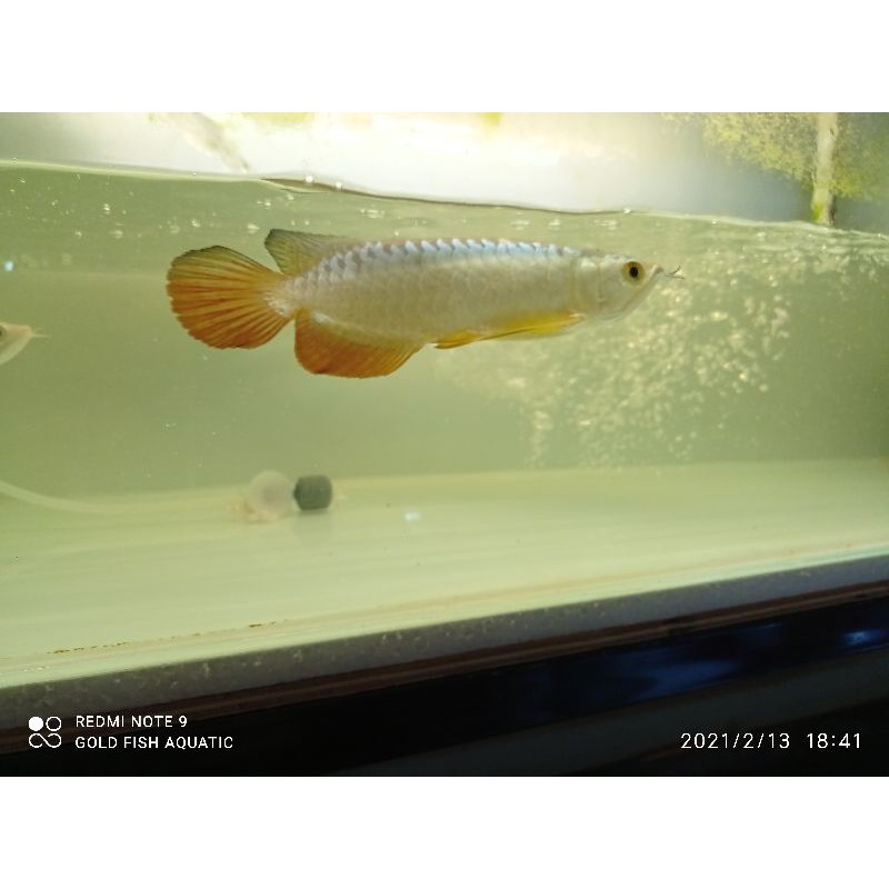 AROWANA GOLDEN HEAD CROSBACK 24K