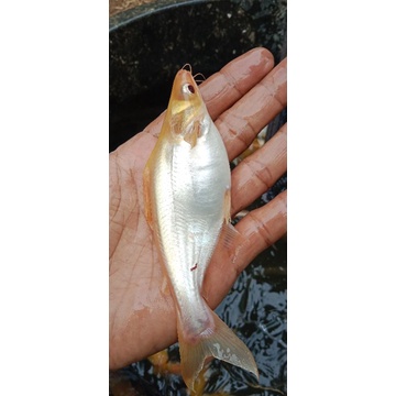 patin albino