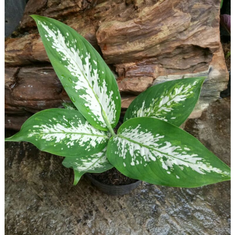 Tanaman hias Aglonema/blanceng white/blanceng batang putih
