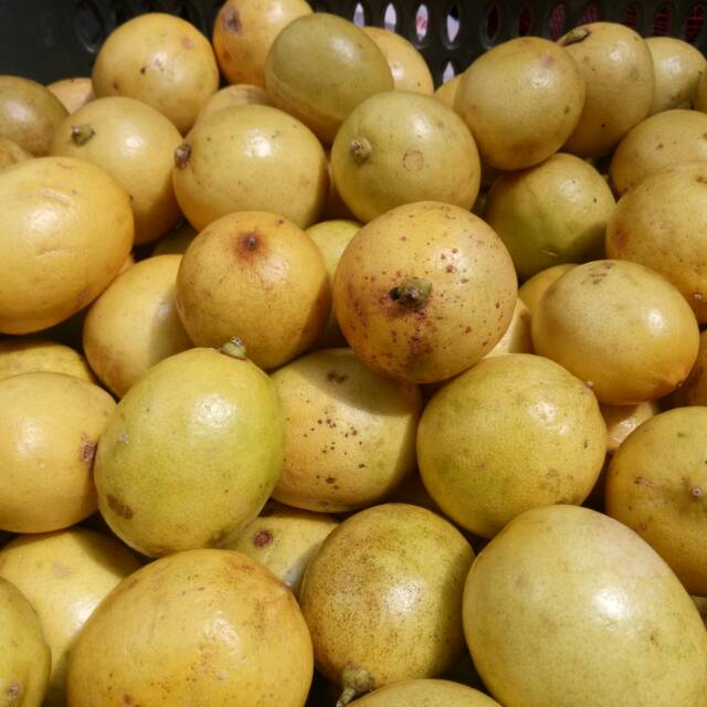 

Termurah lemon lokal kwalitas A