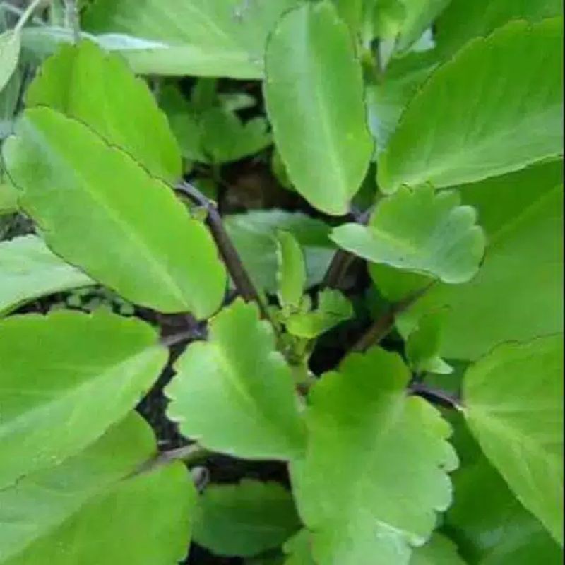 

Daun buntiris atau cocor bebek segar per 500 gram