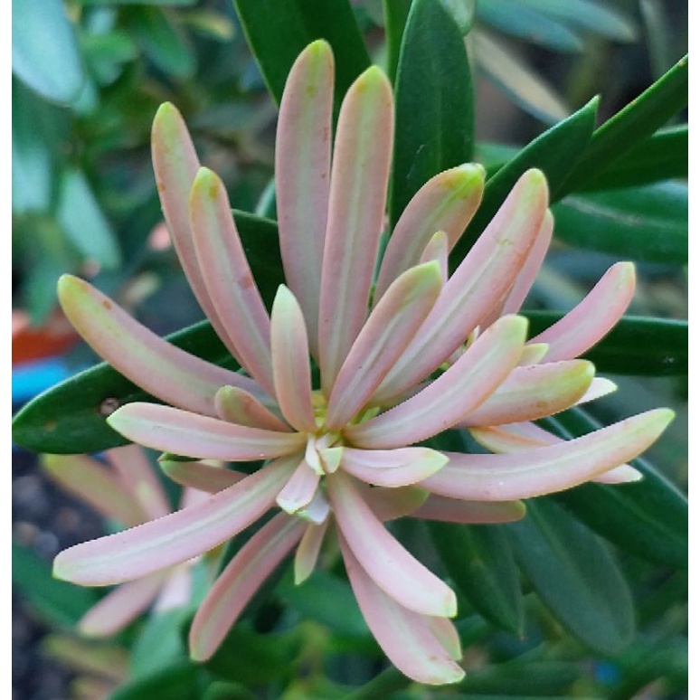 TANAMAN BIBIT BONSAI LOHANSUNG PUCUK PINK ORIGINAL IMPORT