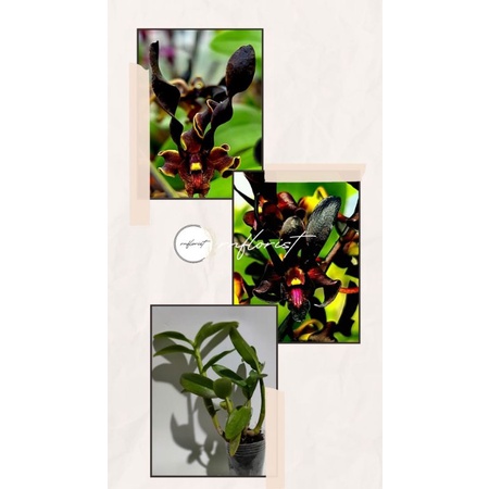 Anggrek Dendrobium Black Mamba×Vian