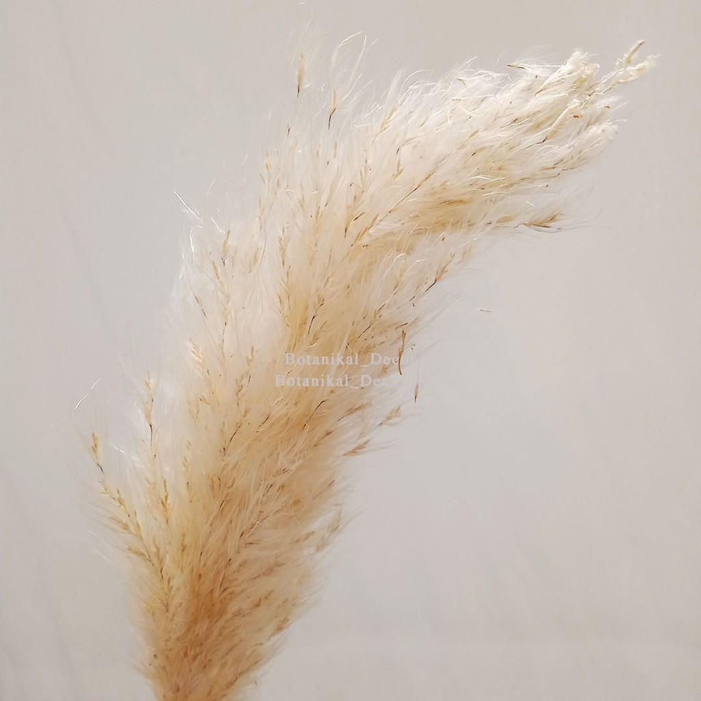 Dried Pampas Grass Creamy Bunga Tanaman Bulu Rumput Kering Asli Hiasan Impor Dekor Rumah Pesta