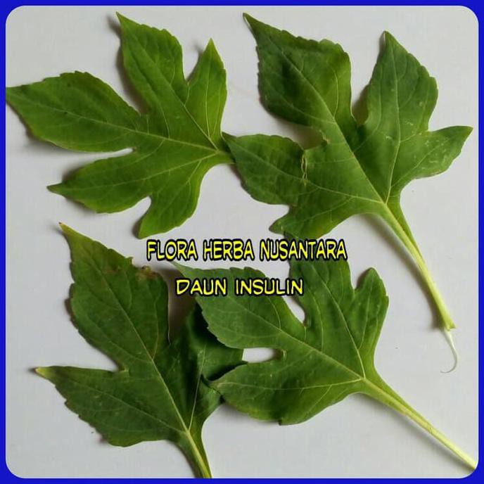 

Jual Daun Insulin ( Per Helai ) Diskon