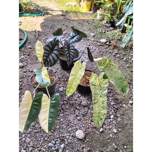 BURLEMAX VARIGATA CANTIK plus paraiso verde