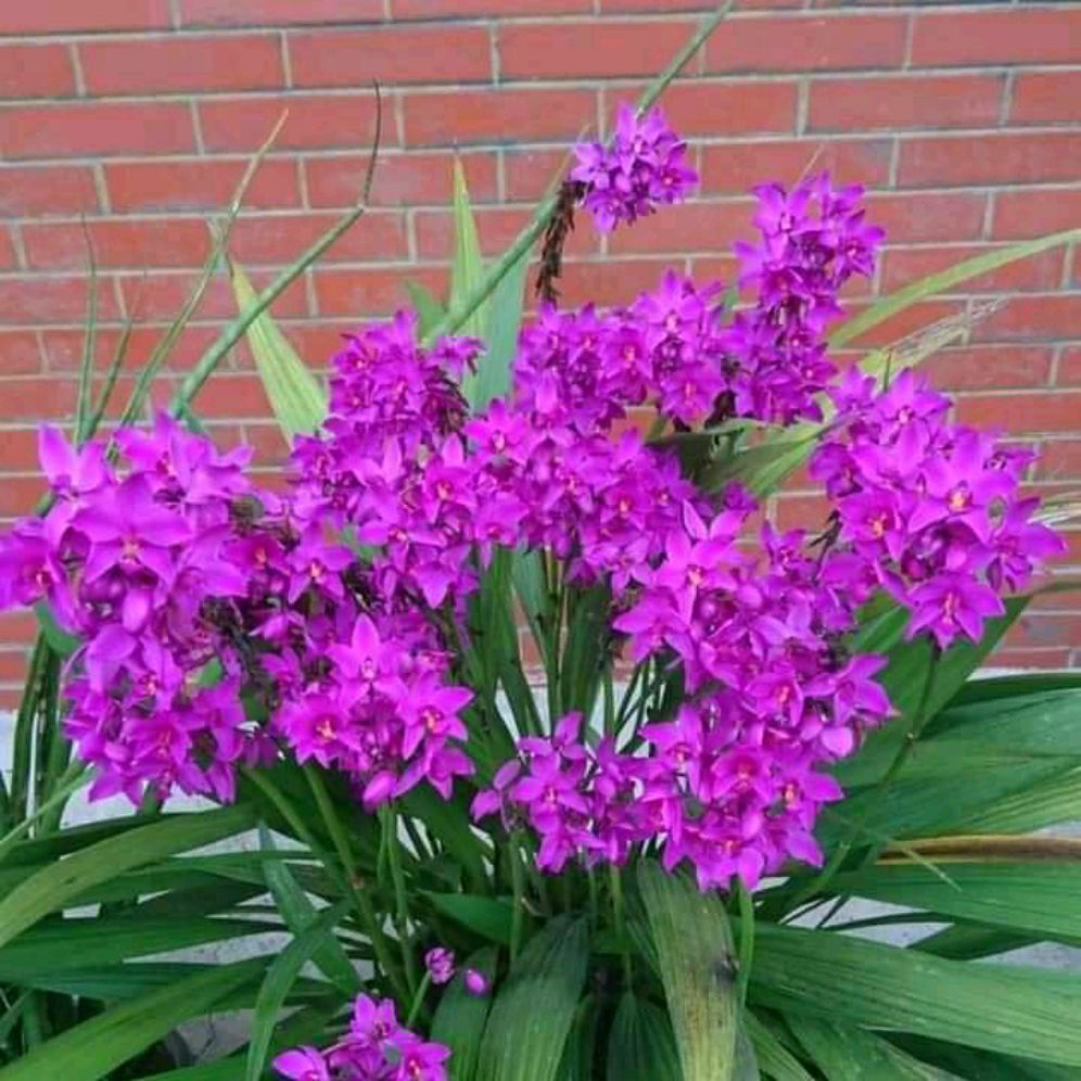 ANGGREK CYMBIDIUM // anggrek tanah bunga ungu (tanaman hidup bunga hidup cantik cantik murah kembang