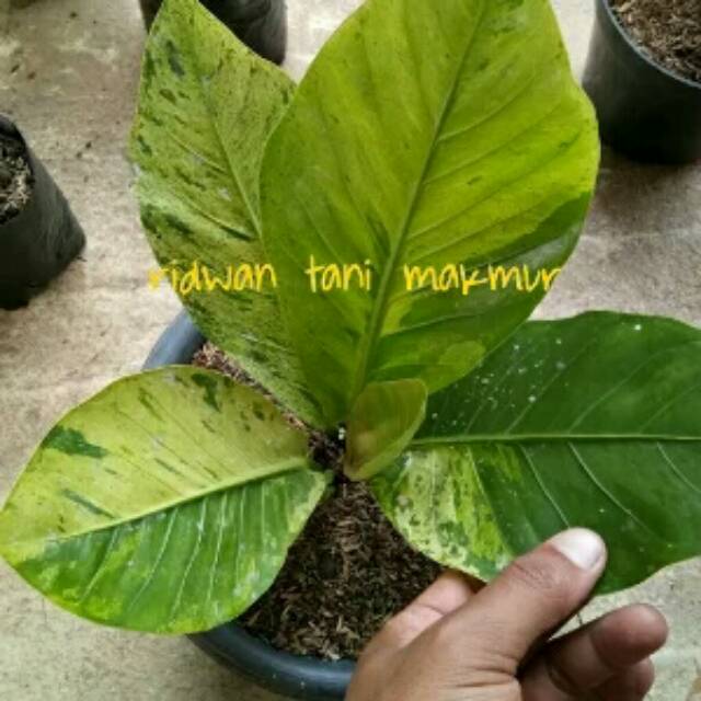 Bunga anthurium hokeri varigata