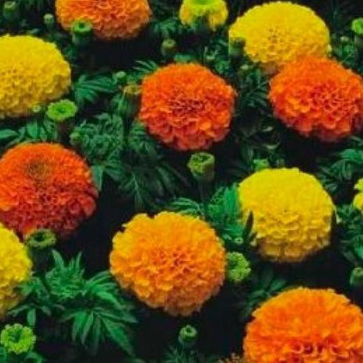 

[HARGA PROMO] Marigold Crackerjack Mix 50 BenihPack