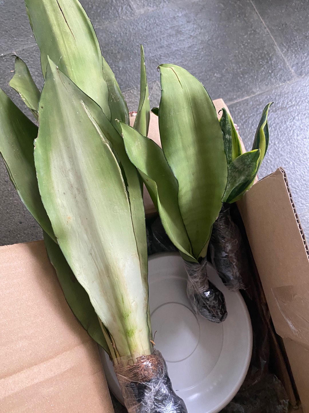 New Produck!! Tanaman Hias Sansivera Moons Shine - Manolin Silver