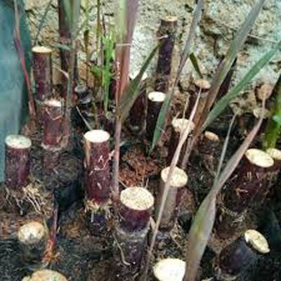 Bibit Tanaman Tebu Hitam Tebu Ireng Tebu Wulung Manis