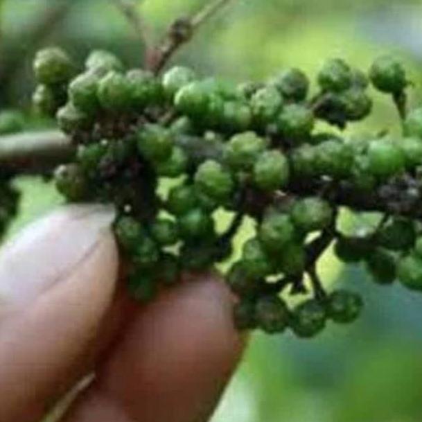 

TERPOPULER Andaliman Segar 100 gr # 895