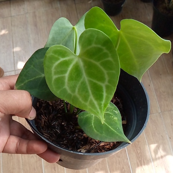 Anthurium Kuping Gajah Tarantula