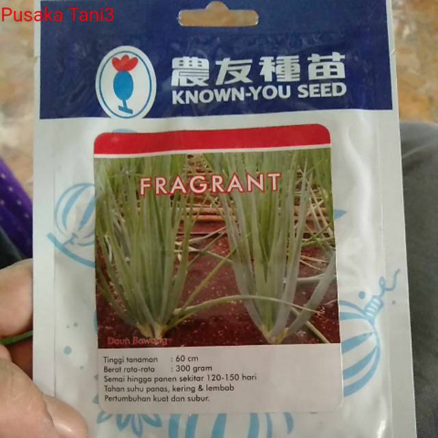 Benih daun bawang fragrant