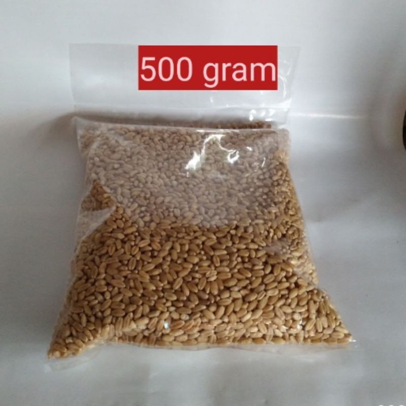 Benih Rumput Gandum Wheatgrass