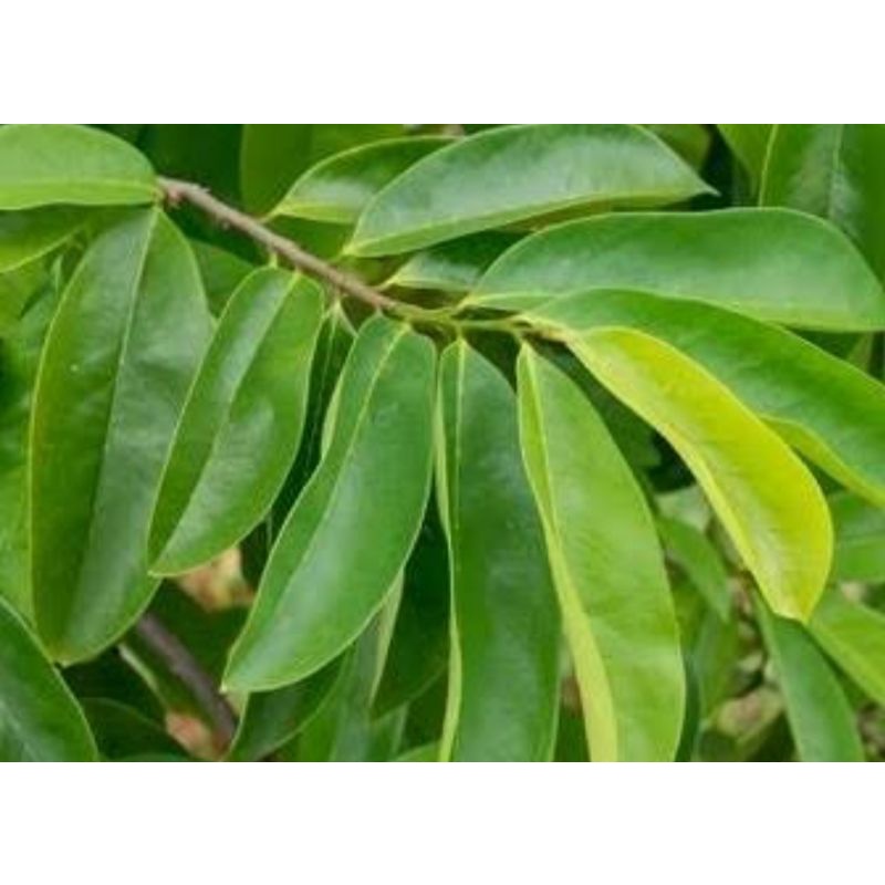 

daun sirsak segar