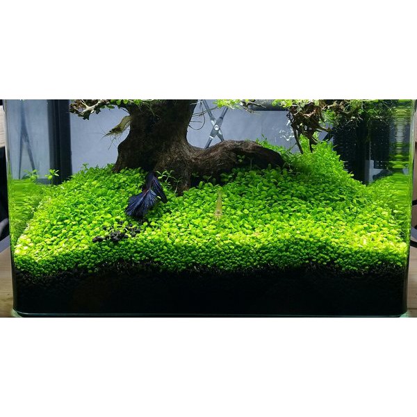 carped seed bibit karpet seed aquascape aquarium small leaf seaweed love grass carpet