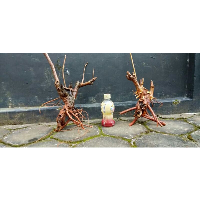 Murbei Bahan Bonsai Murbei  Bahan Bonsai Murbey Bahan Bonsai Bonggol Bahan Bonsai Murah