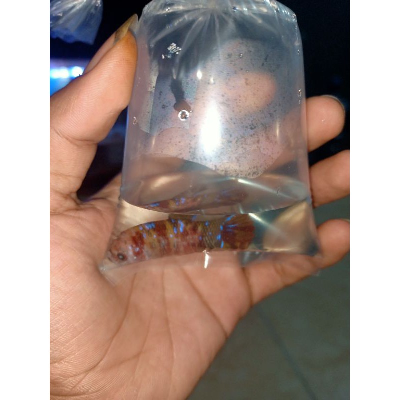CUPANG NEMO
