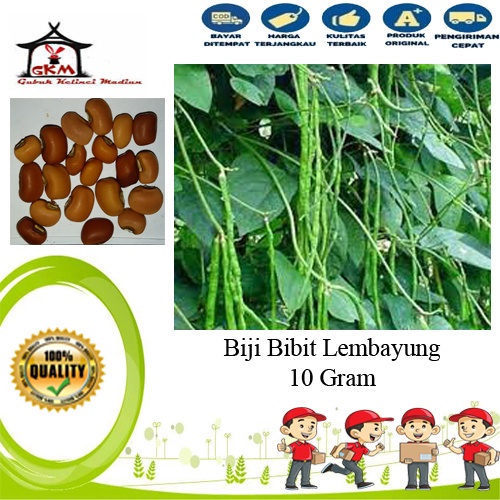 Bibit Biji Lembayung 10 gram