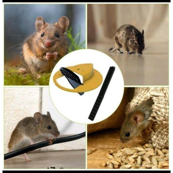 Velaris Mouse Trap Pintar