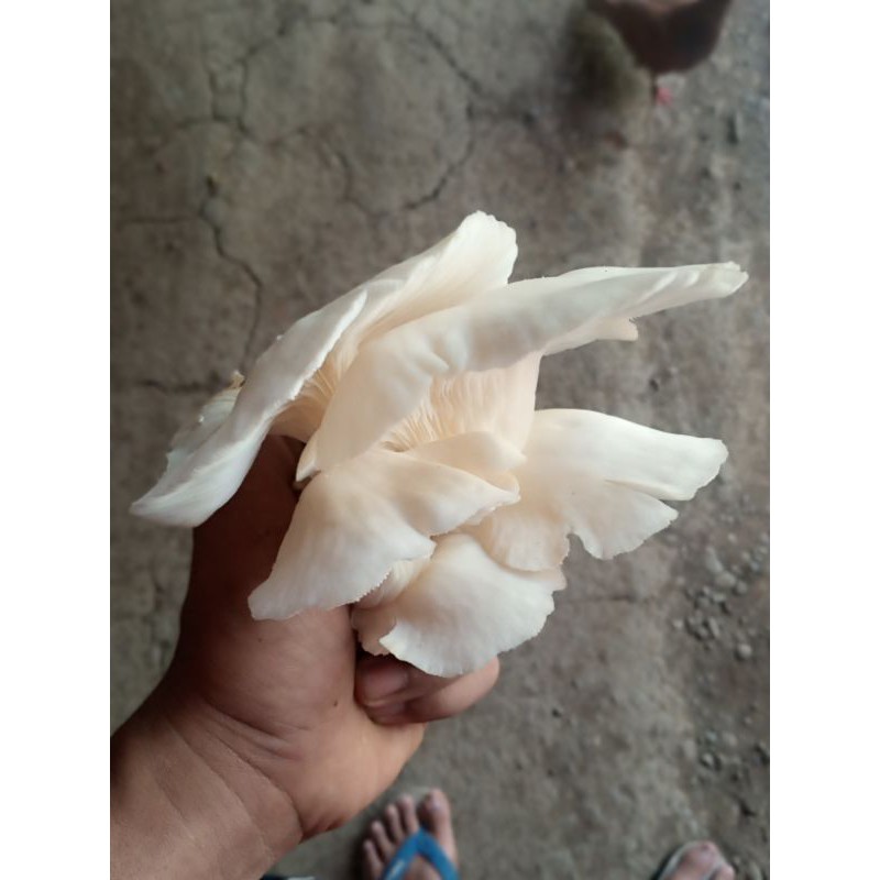 

Jamur Tiram