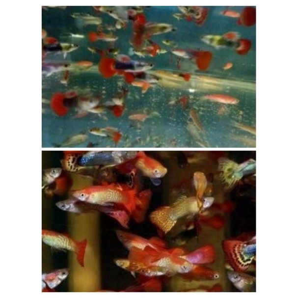 ikan Guppy cendolan