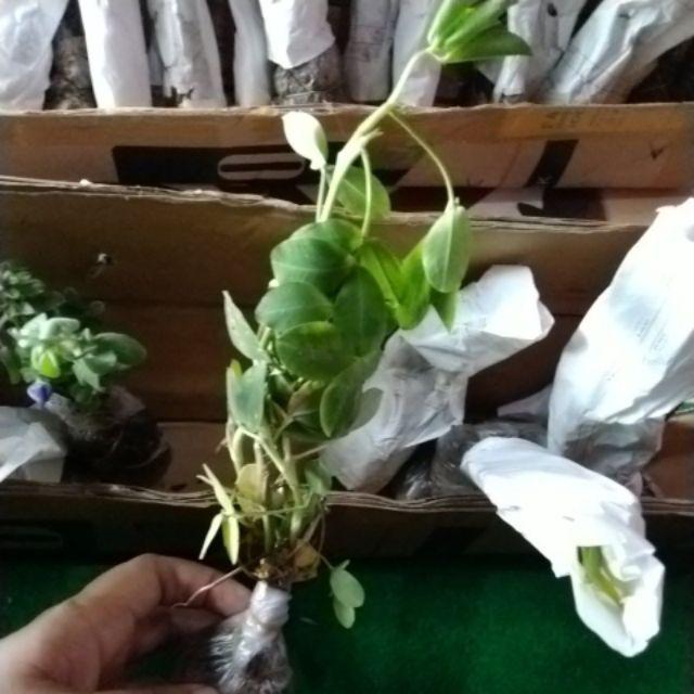 Tanaman Hias - Bibit Bunga Kacang Kuning