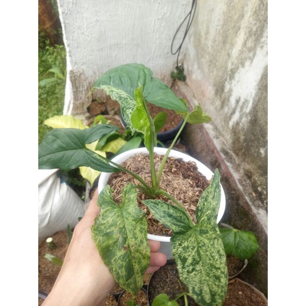 Syngonium mojito