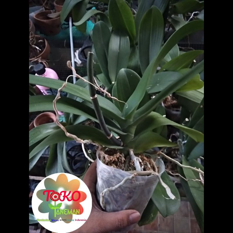 anggrek bulan sisa rental Jumbo (putih)