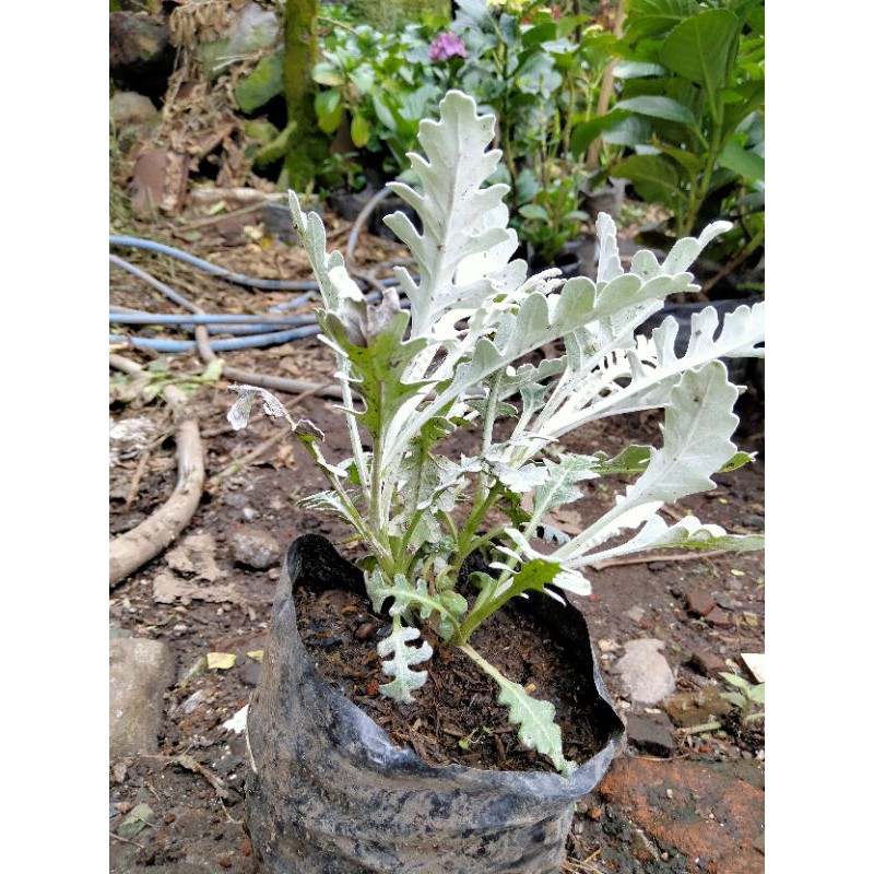 Tanaman bunga Putri salju