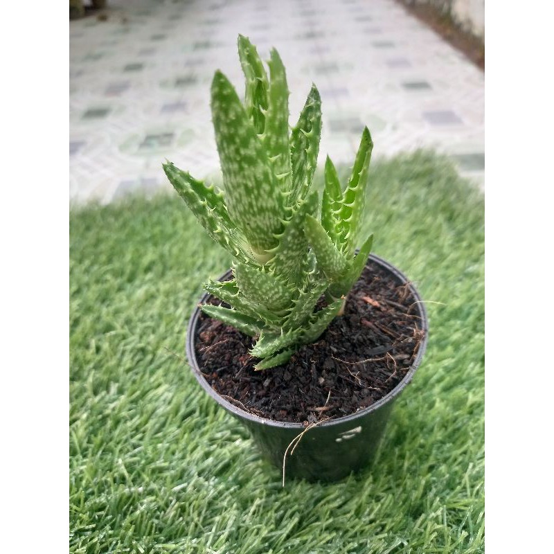Petani Palembang Kaktus Sukulen - Aloe Juvenna / Kaktus Lidah Buaya