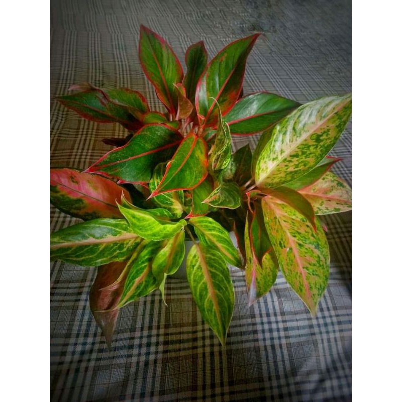 paket 4 anakan aglonema murah