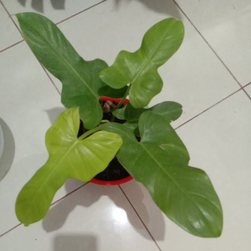 Paket Tanaman Golden(Violin + Scindapsus Moonlight)