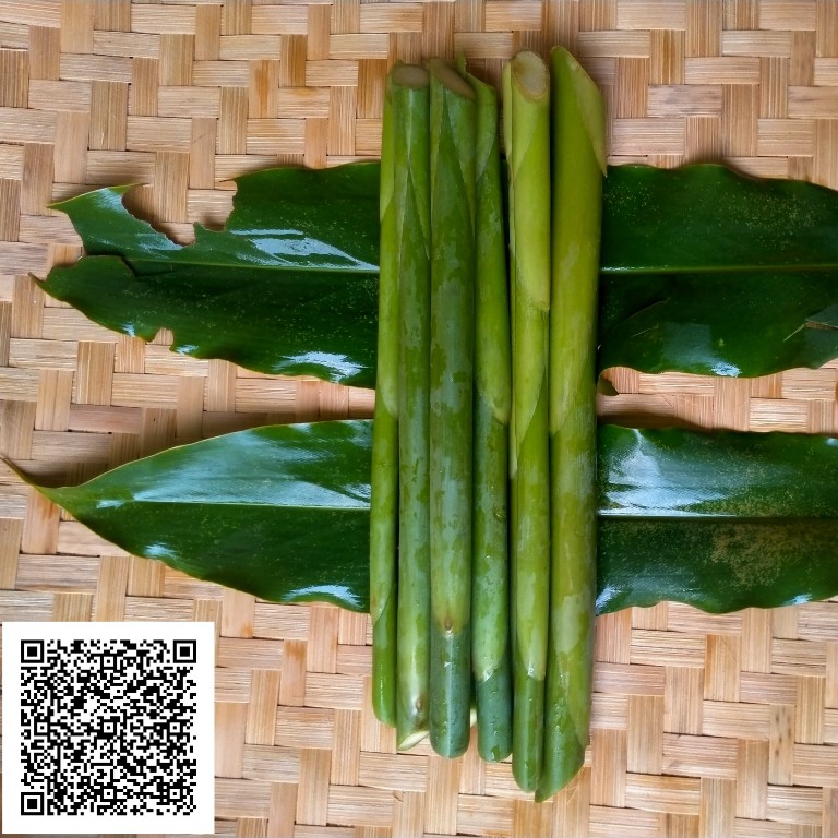 

BONGKOT KECOMBRANG DEKAKA SHOP