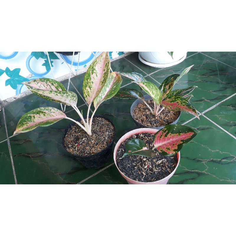 paket aglonema(twinkle-gatotkaca-kochin)