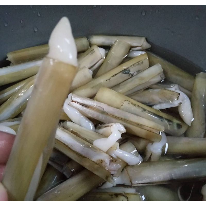 

kerang bambu