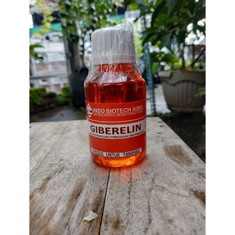Hormon Giberelin