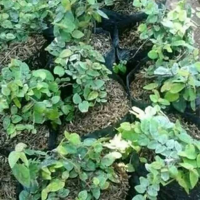 Tanaman penutup dinding pohon dolar rambat daun mini Tanaman penutup dinding pohon dolar rambat daun mini