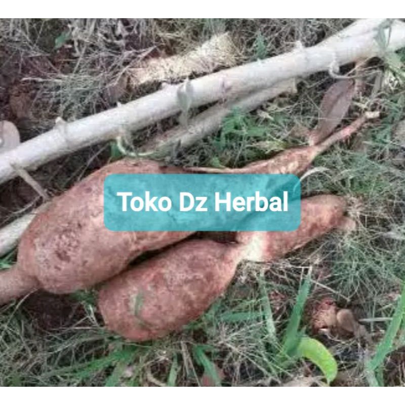 

Paket 500 gram singkong racun sapi kuru segar-az