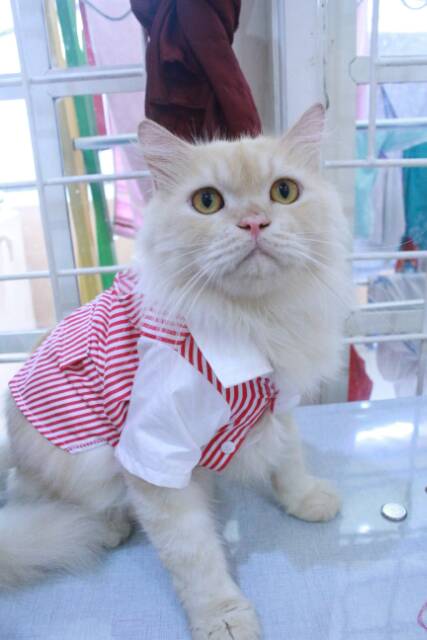 Baju kemeja tuxedo strip pink putih lucu untuk kucing dan anjing / baju kucing lucu murah size S-XL