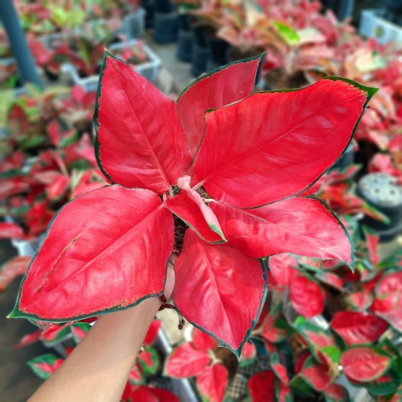 Aglaonema suksom jaipong / Aglonema suksom florist nursery/ Aglonema suksom (Tanaman hias aglaonema suksom - tanaman hias hidup - bunga hidup - bunga aglonema - aglaonema merah - aglonema merah - aglaonema murah - aglaonema murah