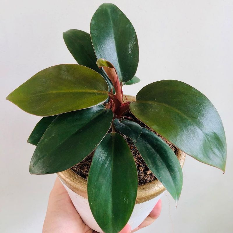 Tanaman hias philodendron congo rojo / Philodendron Red Congo