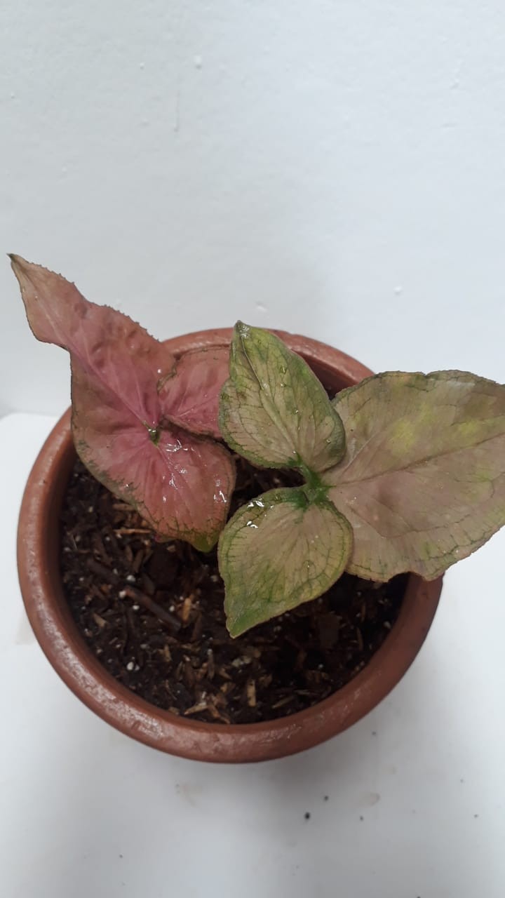 Syngonium Pink Perfection Asli