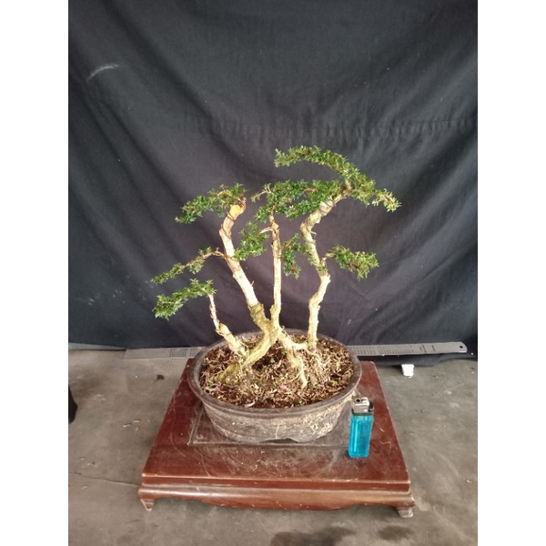 seribu bintang mikro/serbin mikro,bonggol besar..(realpict.)