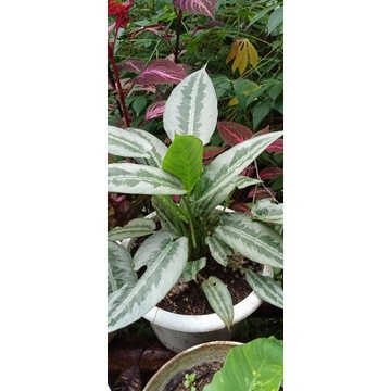 Homalomena Andromeda