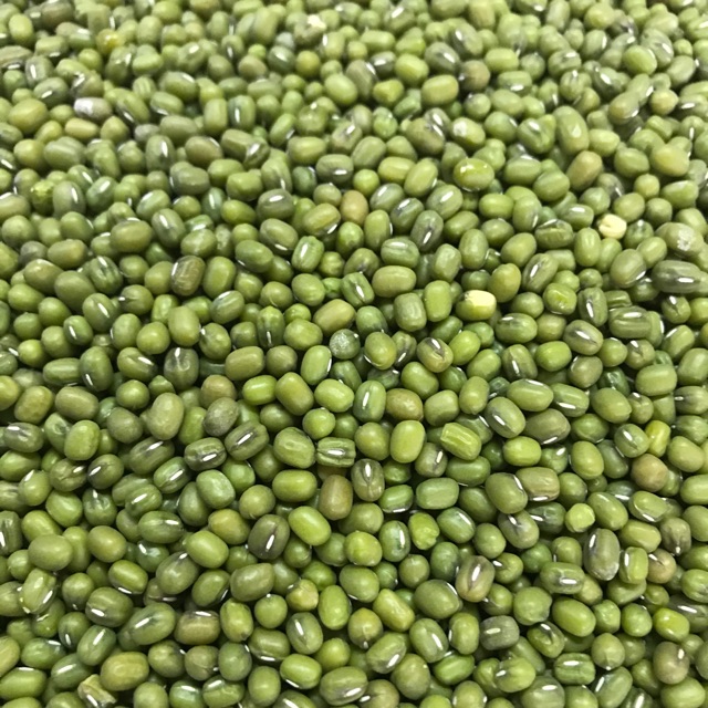 

Kacang Hijau