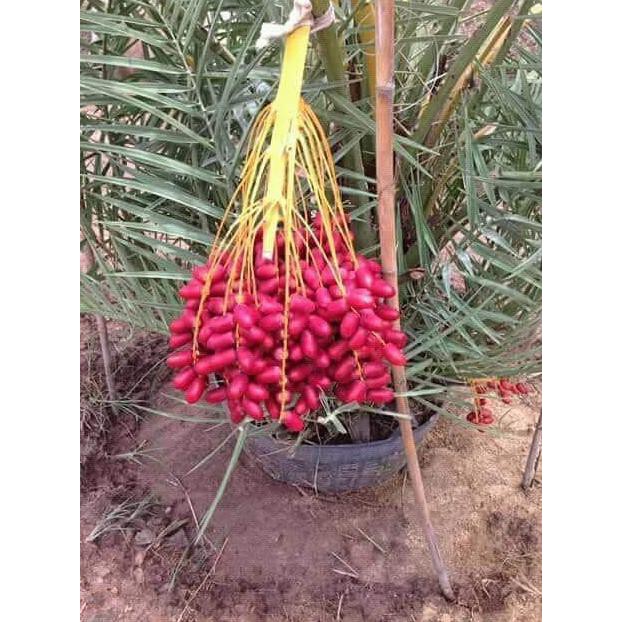 diskon bibit benih biji kurma tropis jenis h1 merah asli thailand / red h1 kw1